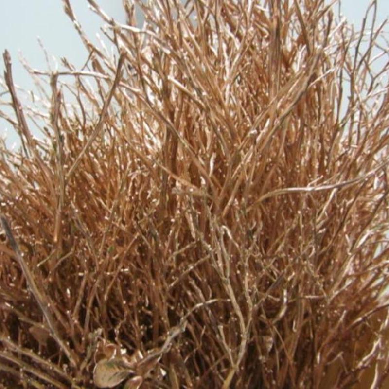 Bog Myrtle &#39;Painted or Glittered&#39; (Various Colours) (Bundle)