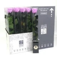 Rose (Single Stems) &#39;Preserved&#39; (DRY) 50cm (x1)
