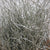 Bog Myrtle 'Painted or Glittered' (Various Colours) (Bundle)