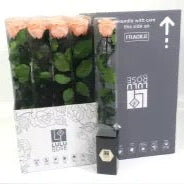 Rose (Single Stems) &#39;Preserved&#39; (DRY) 50cm (x1)