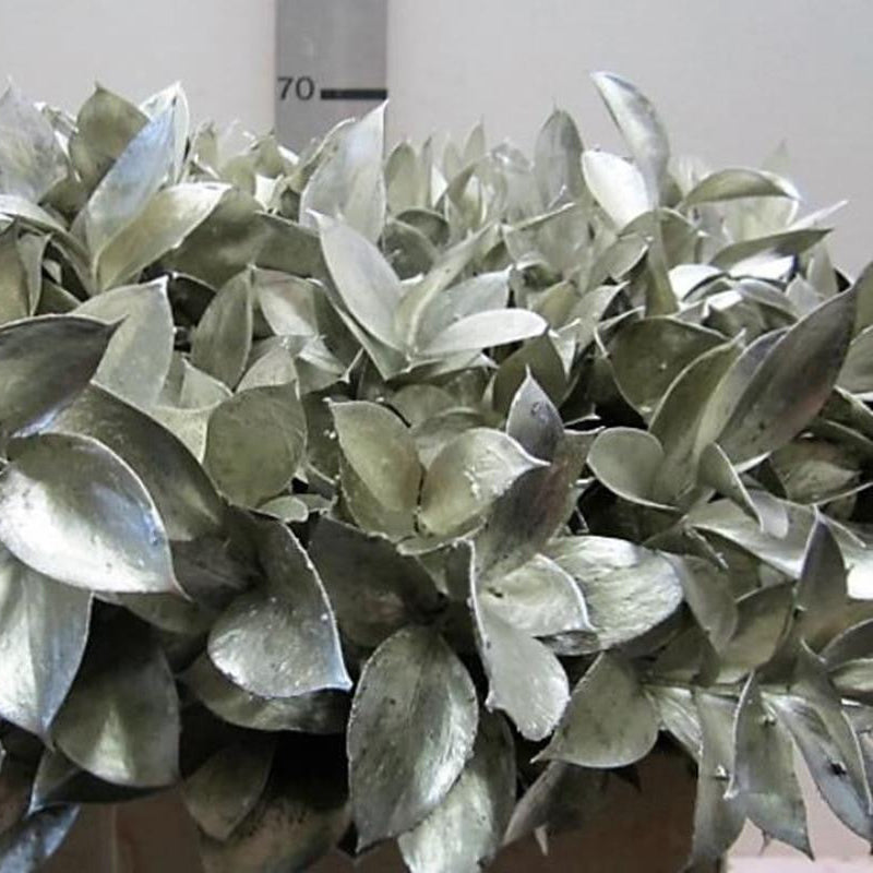 Ruscus 'Large Leaf' PAINTED (Various Colours)