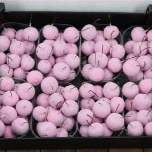 Waxed 'Crab Apples' (Various Colours) 'With and without Glitter' (Small Punnet)