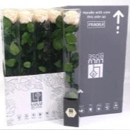 Rose (Single Stems) 'Preserved' (DRY) 50cm (x1)