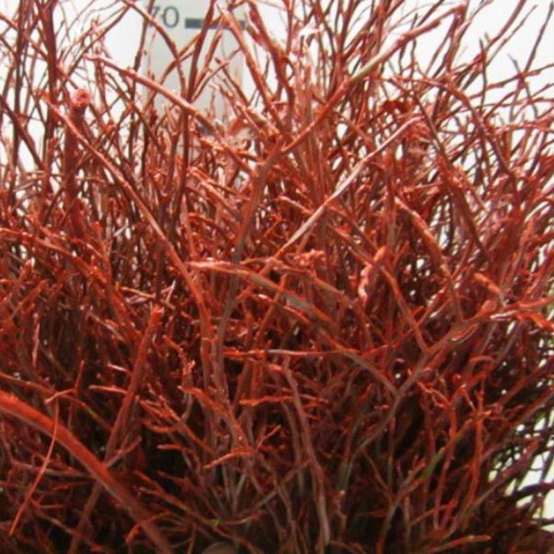 Bog Myrtle &#39;Painted or Glittered&#39; (Various Colours) (Bundle)