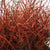 Bog Myrtle 'Painted or Glittered' (Various Colours) (Bundle)