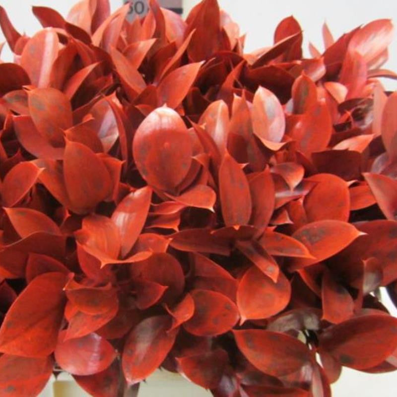 Ruscus 'Large Leaf' PAINTED (Various Colours)