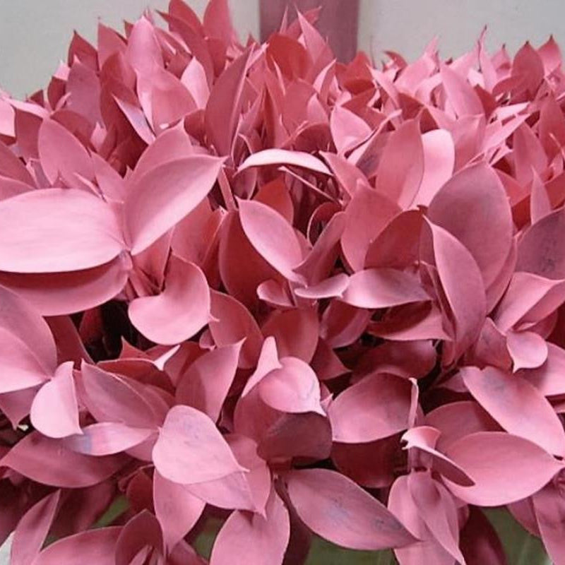 Ruscus 'Large Leaf' PAINTED (Various Colours)