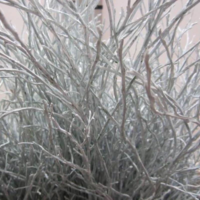 Bog Myrtle &#39;Painted or Glittered&#39; (Various Colours) (Bundle)