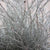 Bog Myrtle 'Painted or Glittered' (Various Colours) (Bundle)