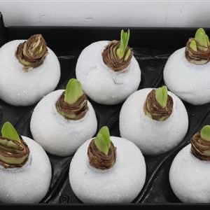 Wax &#39;Amaryllis&#39; (Various Colours)