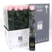 Rose (Single Stems) &#39;Preserved&#39; (DRY) 50cm (x1)