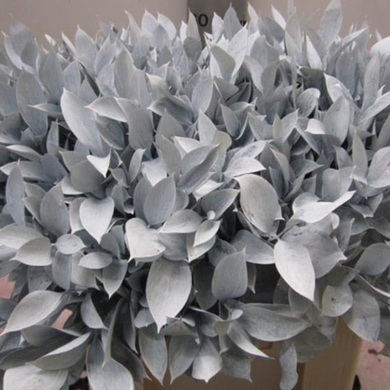 Ruscus 'Large Leaf' PAINTED (Various Colours)