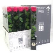 Rose (Single Stems) &#39;Preserved&#39; (DRY) 50cm (x1)