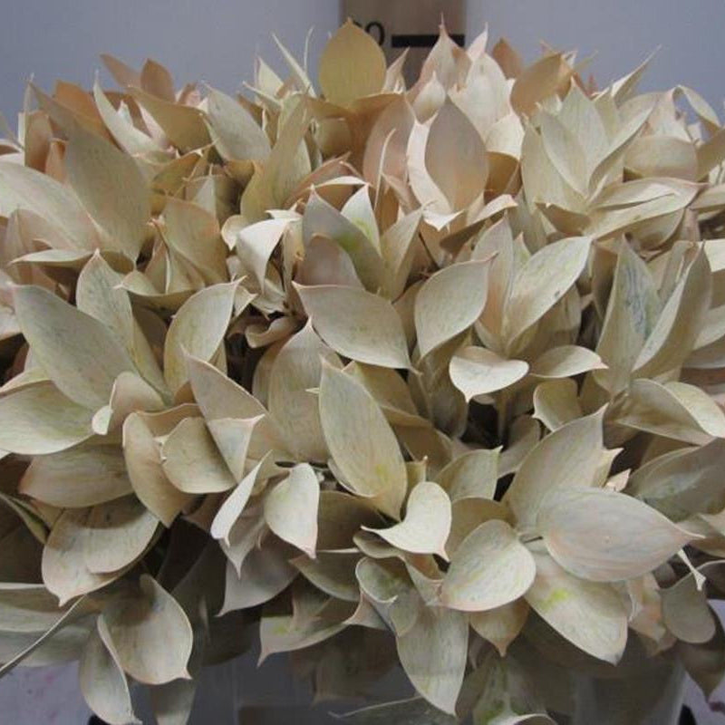 Ruscus 'Large Leaf' PAINTED (Various Colours)