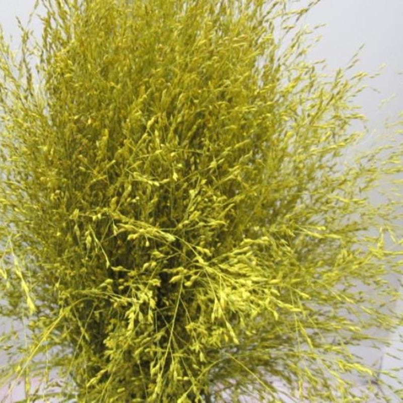 Grass 'Panicum' (Painted) (Fountain Grass) (Various Colours)