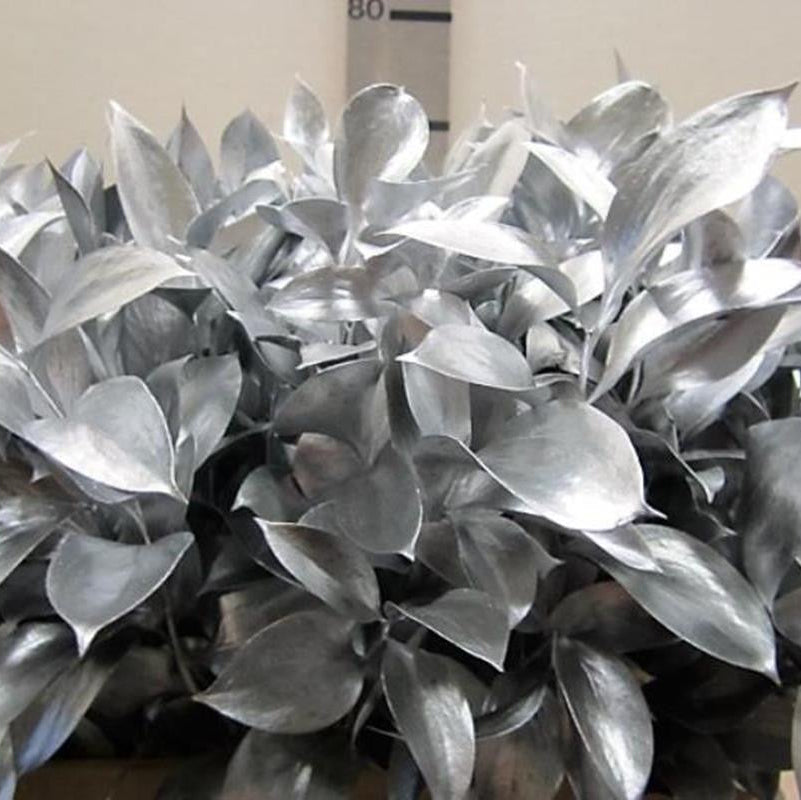 Ruscus 'Large Leaf' PAINTED (Various Colours)