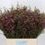 Wax Flower 'Rotem' (Various Lengths)