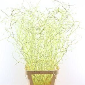 Salix 'Golden Curls' (Painted) Various Colours) 130cm (x50st)