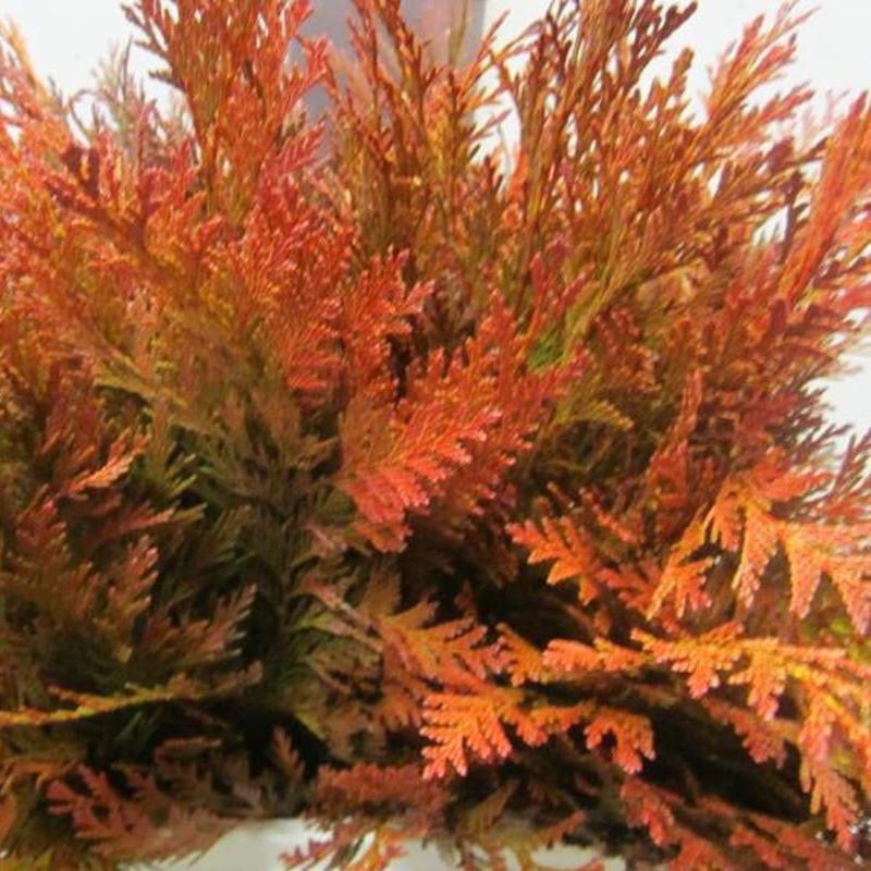 Conifer (Painted) (Various Colours)