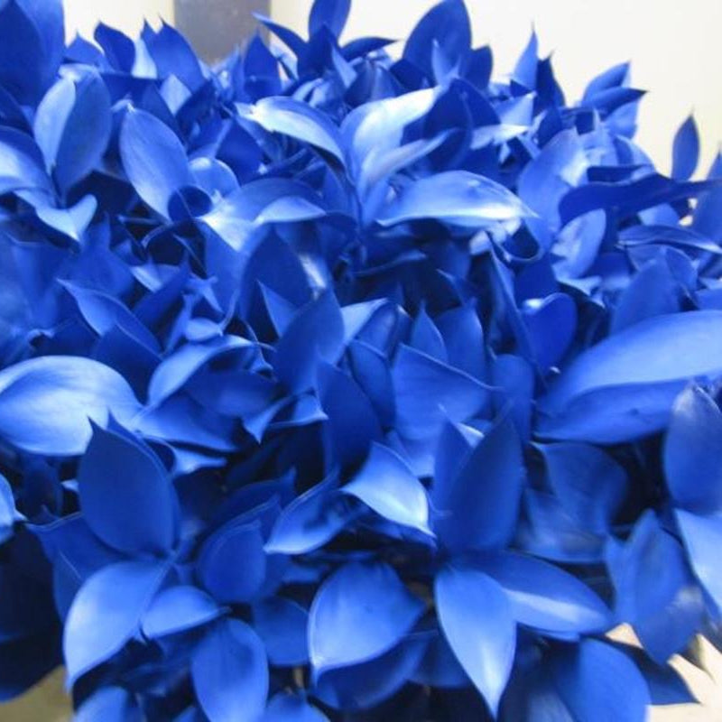 Ruscus 'Large Leaf' PAINTED (Various Colours)