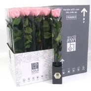 Rose (Single Stems) &#39;Preserved&#39; (DRY) 50cm (x1)