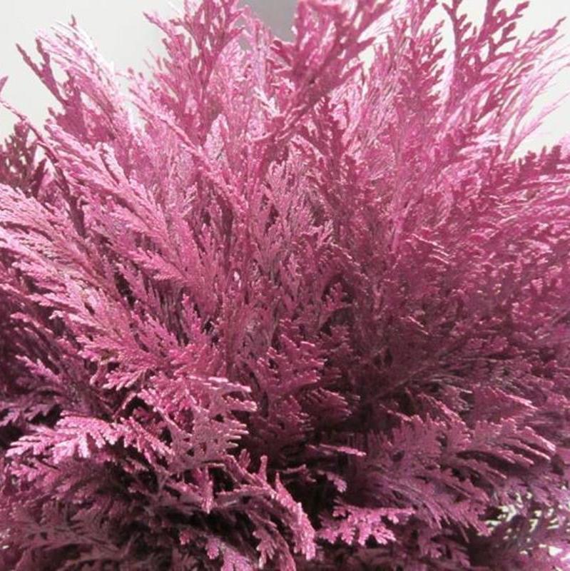 Conifer (Painted) (Various Colours)