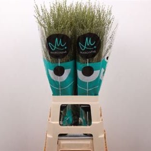 Grass 'Panicum' (Siergrass) (Various Lengths)