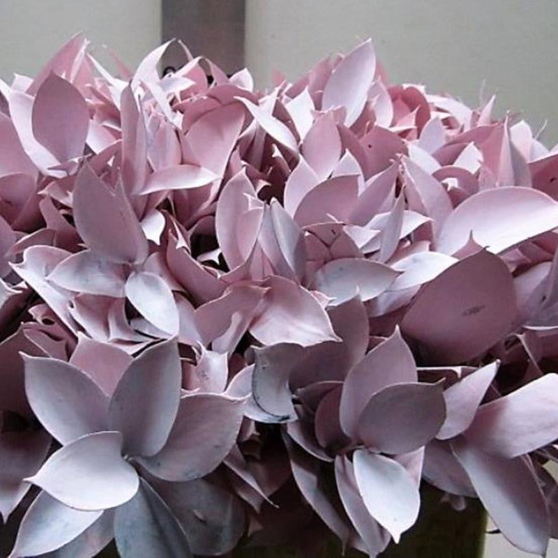 Ruscus 'Large Leaf' PAINTED (Various Colours)