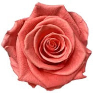 Rose (Single Stems) 'Preserved' (DRY) 50cm (x1)