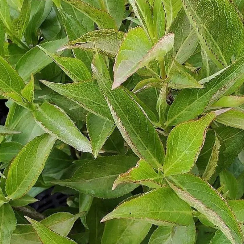 Weigela 'Green' E 1m (x10)