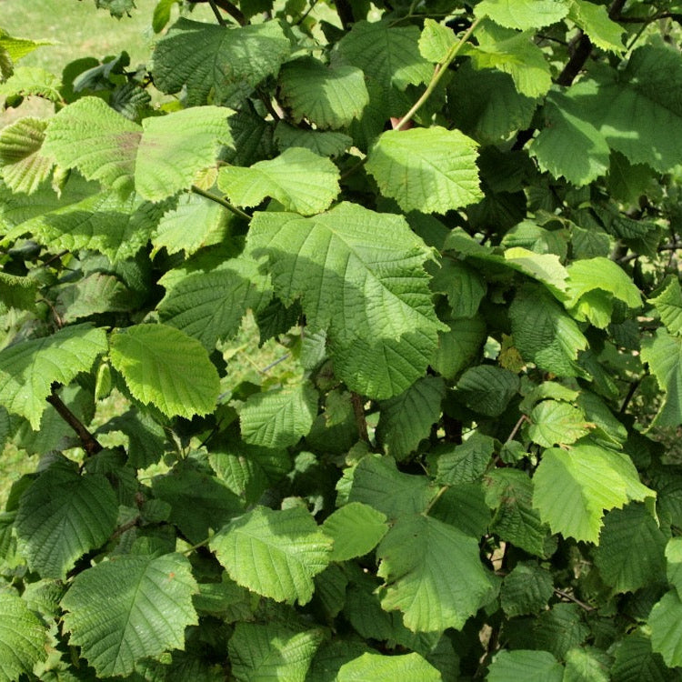 Hazel 'Green Foliage' Corylus Wild (Various Sizes)