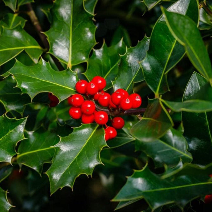 Holly Green (Wild) (Various Sizes)