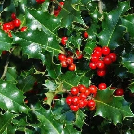 Holly Green (Wild) (Various Sizes)
