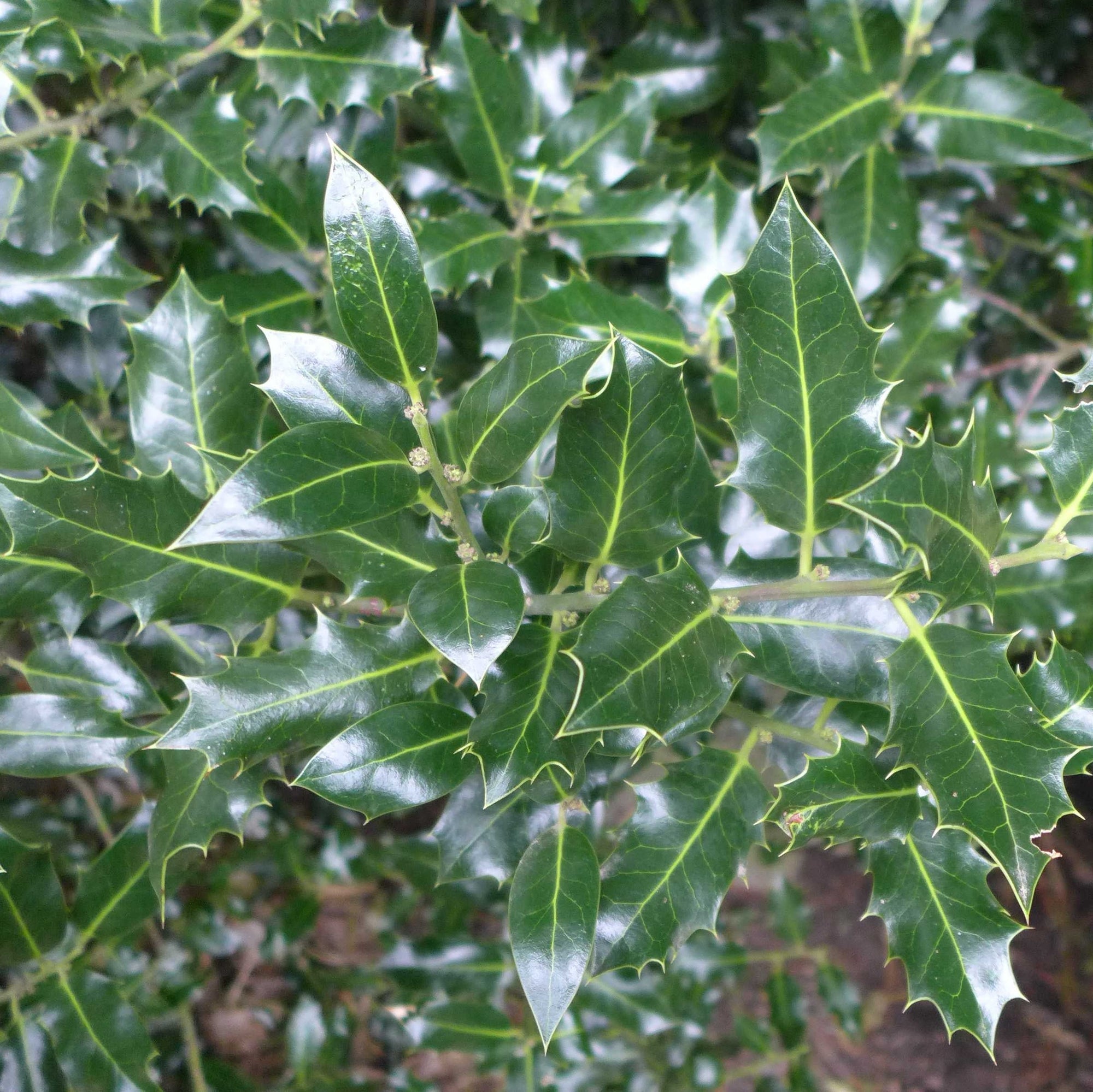 Holly Green (Wild) (Various Sizes)