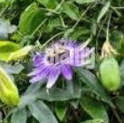 Passion Flower Trailing (Passiflora) (x5st)