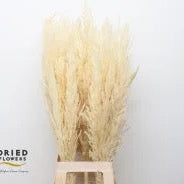 Grass 'Pampas' (x8) 'Silver Star' (Bleached) (DRY) (Various Sizes)