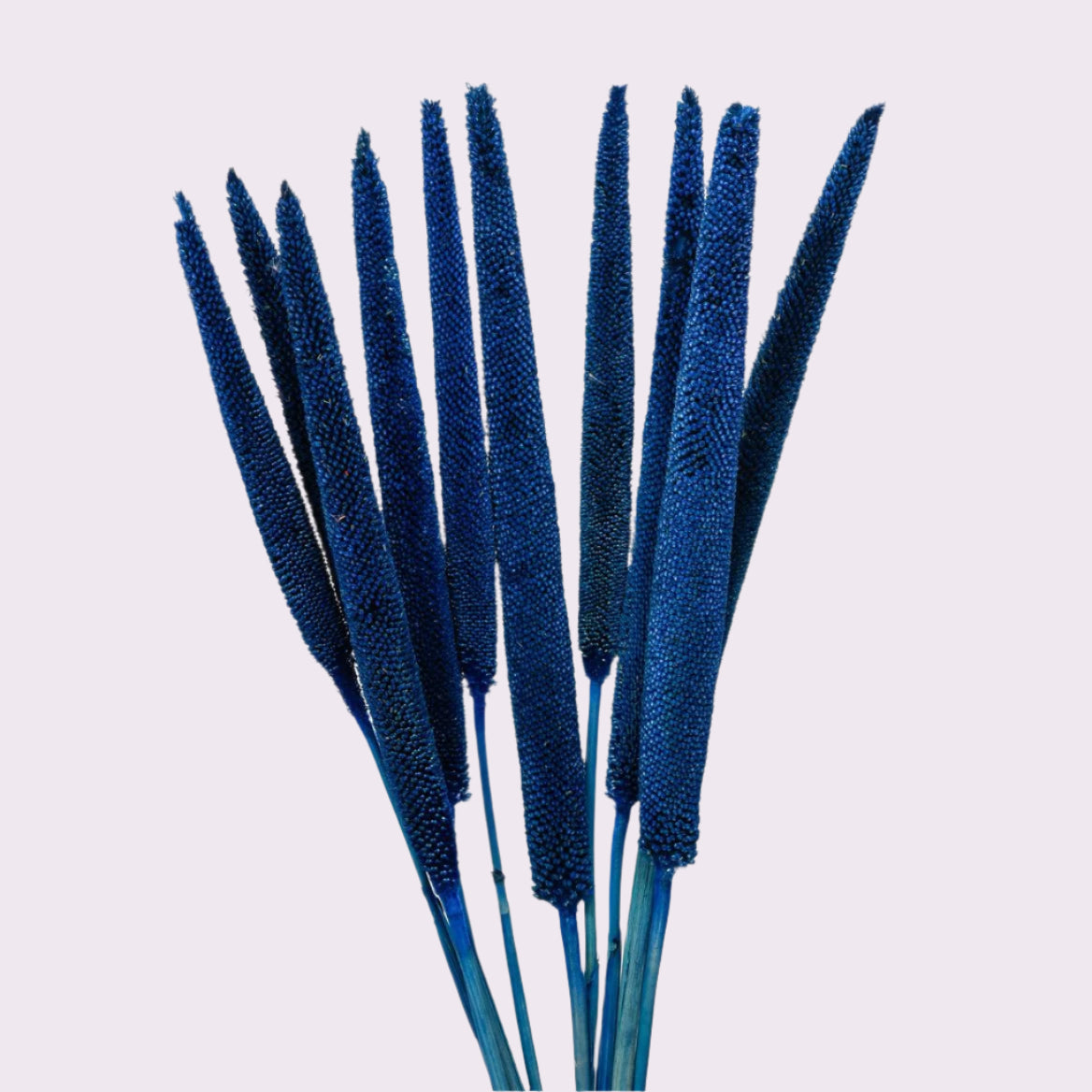 Babala (Coloured) (DRY) (Various Colours)70cm (x10)