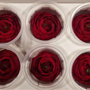 Rose Heads &#39;Preserved&#39; (Various Colours &amp; Sizes)