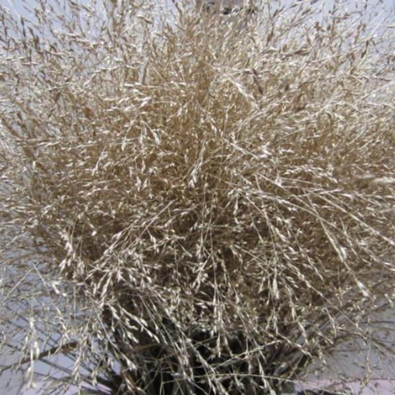 Grass 'Panicum' (Painted) (Fountain Grass) (Various Colours)