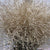 Grass 'Panicum' (Painted) (Fountain Grass) (Various Colours)
