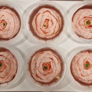 Rose Heads 'Preserved' (Various Colours & Sizes)