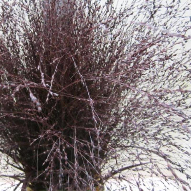 Grass 'Panicum' (Painted) (Fountain Grass) (Various Colours)