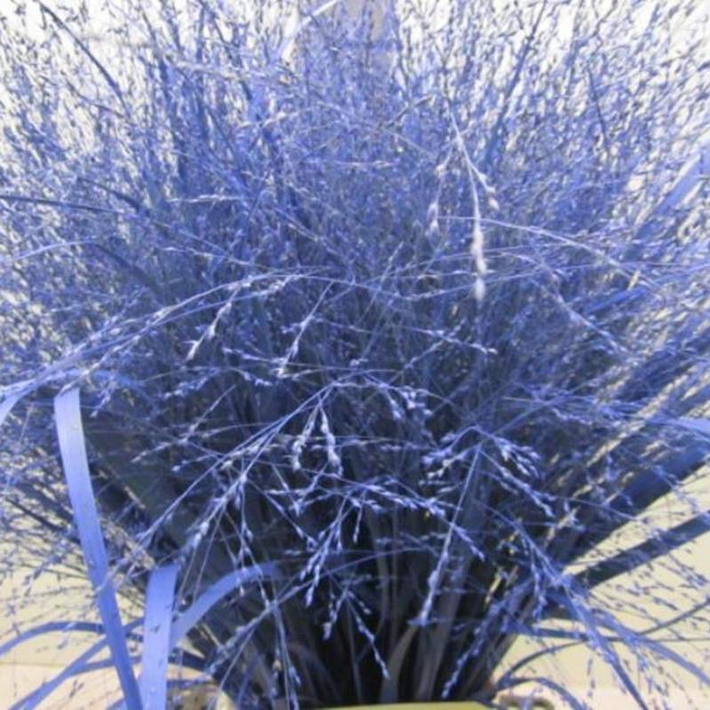 Grass 'Panicum' (Painted) (Fountain Grass) (Various Colours)