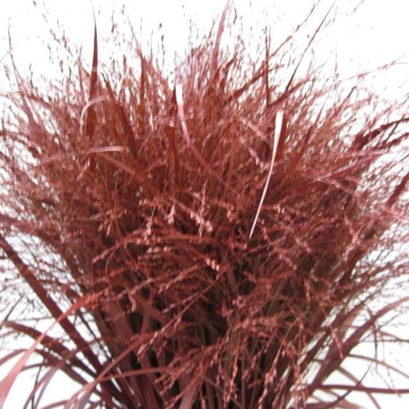 Grass 'Panicum' (Painted) (Fountain Grass) (Various Colours)