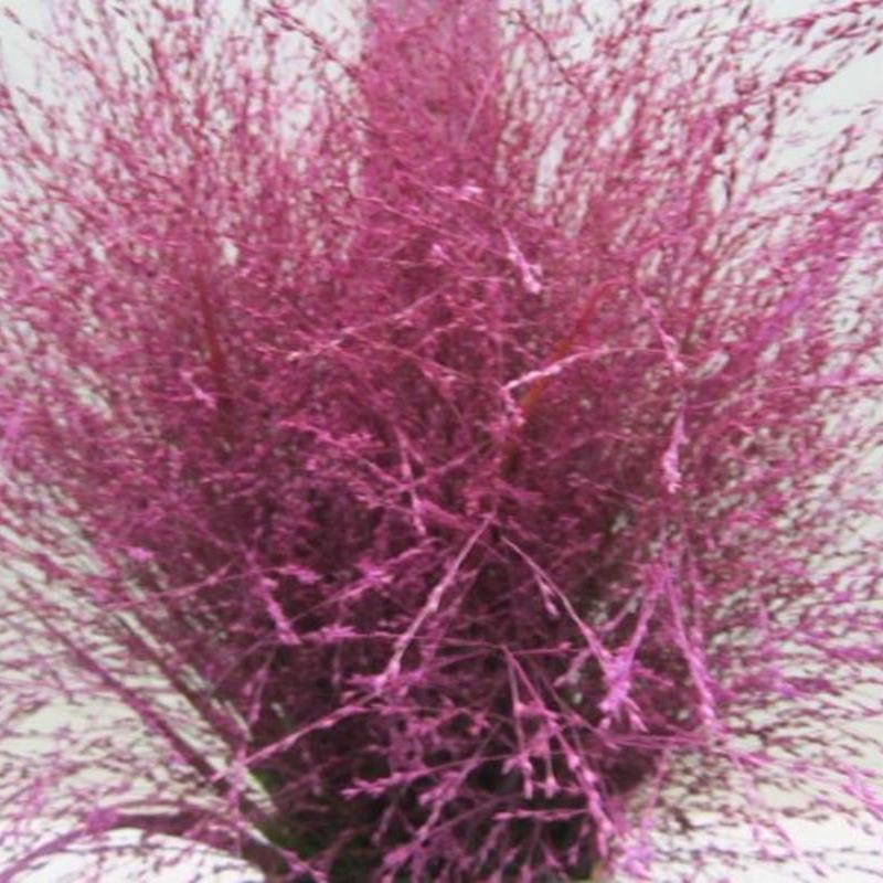 Grass 'Panicum' (Painted) (Fountain Grass) (Various Colours)