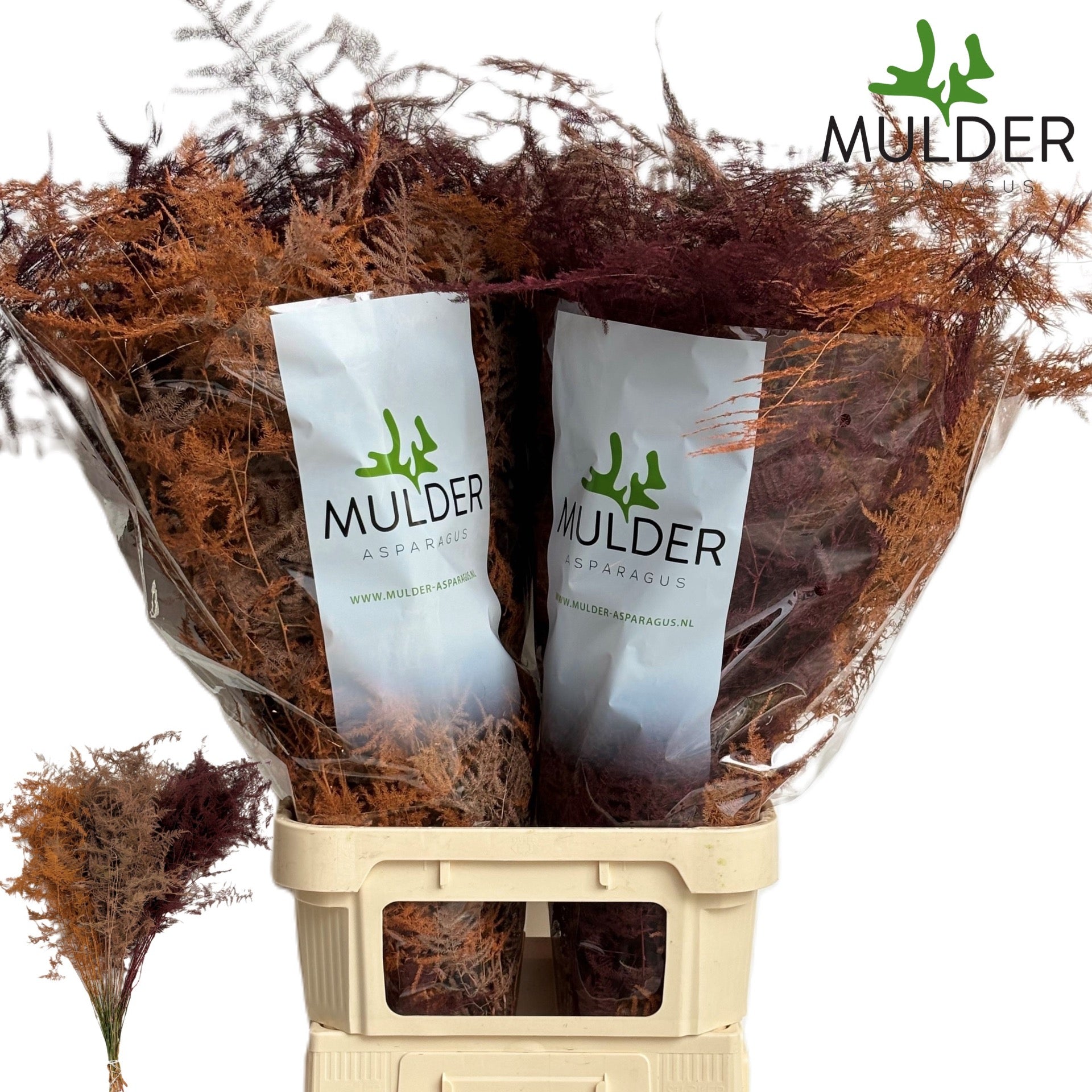 Fern 'Asparagus' (Painted) 85cm (Various Colours) (x50)