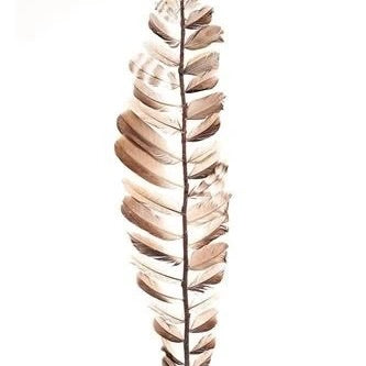 Feathers &#39;Aparani&#39; (Natural) (DRY) (Various Lengths) (Per Stem)