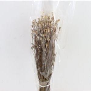 Poppy &#39;Heads&#39; (Natural) (Various Sizes) (DRY)