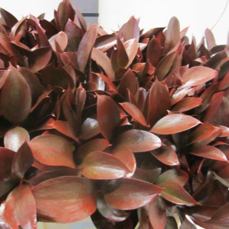 Ruscus 'Large Leaf' PAINTED (Various Colours)