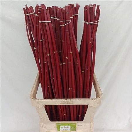 Dogwood &#39;Red&#39; (Cultivated) (Various Lengths)